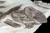 Xiphactinus (Cretaceous Monster Fish) Vertebrae & Ribs - Kansas #69400-4